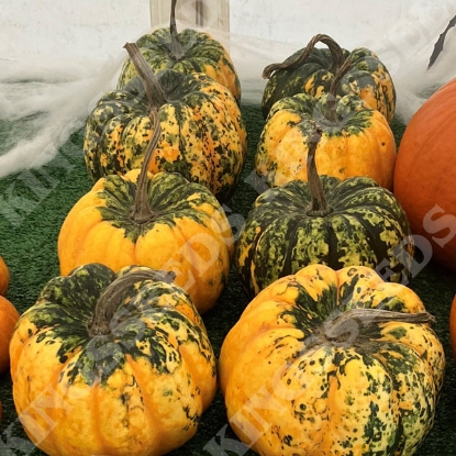 Picture of Winter Squash Carnival F1